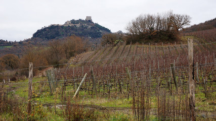 Wineyard in the winter