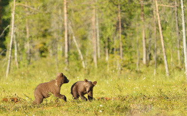 Brown bear cubs playing in the bog