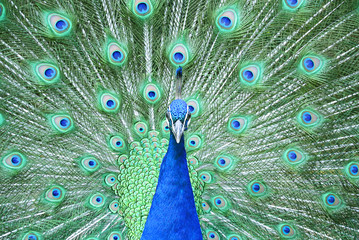 Naklejka premium 羽を広げた孔雀