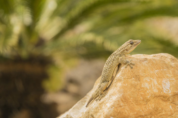 Gecko mit Stein und Palme im Hintergrund