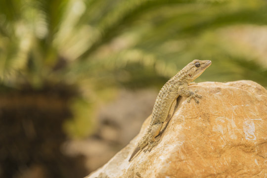 Gecko mit Stein und Palme im Hintergrund