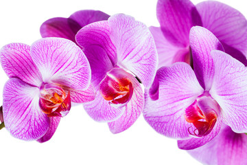 Fototapeta na wymiar violet orchid flowers