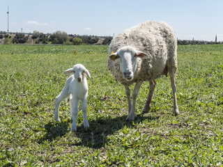 Fototapeta premium Newborn lamb with his mother
