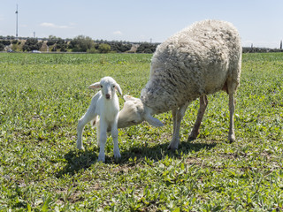 Naklejka premium Newborn lamb with his mother