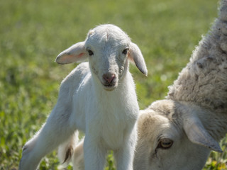 Obraz premium Newborn lamb with his mother
