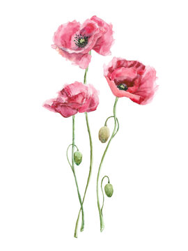 watercolor red flowers (poppies)