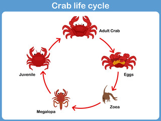Vector Cycle of crab for kids