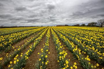Fototapeta na wymiar Daffodil fields in conrwall , uk, with cloudy sky