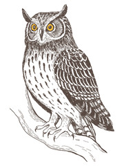 Naklejka premium Realistic image of owl