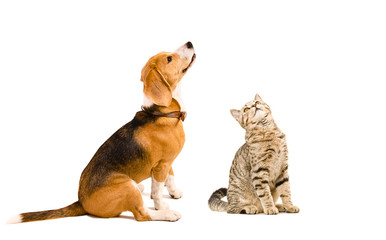 Fototapeta premium Funny beagle dog and a cat Scottish Straight