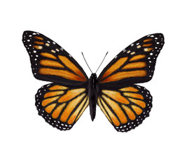 Obraz na płótnie Canvas Monarch butterfly