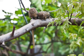 Pygmy marmoset (Cebuella pygmaea) closeup