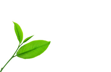 Green tea leaf isolated on white background.