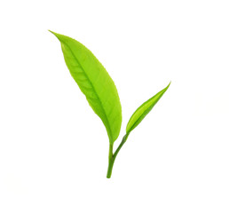 Green tea leaf isolated on white background.