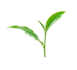 Green tea leaf isolated on white background.