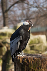 Portrait of Griffon vulture