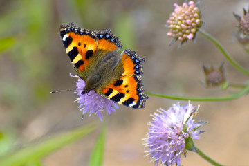A redhead butterfly on purple wild flower