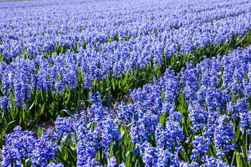Beautiful Dutch hyacinth field. Spring flowers
