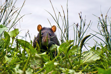 Black rat cautiously peeking out of the grass