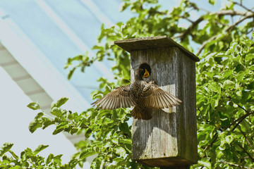 Starling feeding a hungry chick