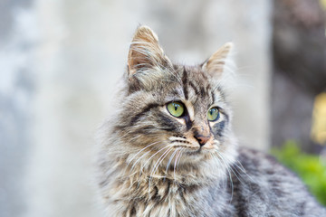 Naklejka na ściany i meble Beautiful Tabby Cat with Long Fur and Green Eyes