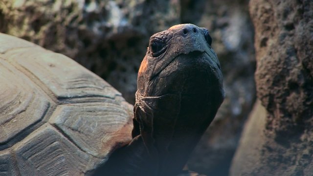 Schildkr&ouml;te &ouml;ffnet ihr Maul