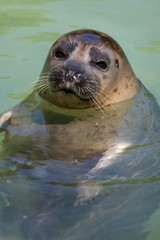 sea ​​lion at the zoo