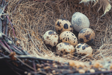 Bird's nest with eggs