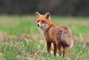 roter Fuchs