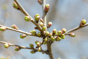 spring buds on the trees