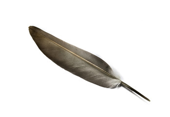 feather of a bird on a white background