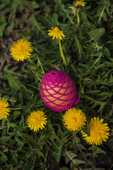 Easter eggs hiding in the grass