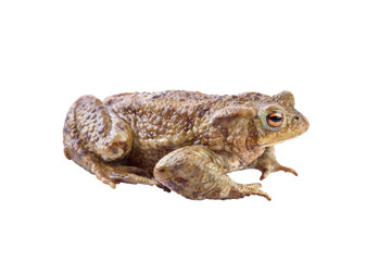 Common toad or european toad (Bufo bufo) isolated on white
