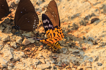 Close up of moth