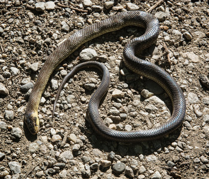 Dead snake