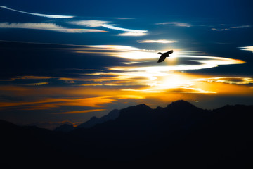 Flight of crow in the mountains at sunset