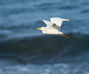 Fototapeta premium Cattle Egret in Flight