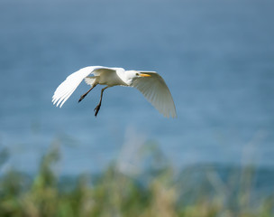 Obraz premium Cattle Egret in Flight