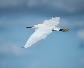 Little Egret in Flight