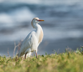Obraz premium Cattle Egret