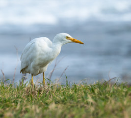 Cattle Egret