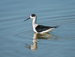 Black-winged Stilt