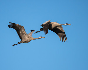 Two Common Cranes in Flight