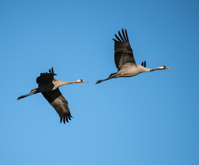 Two Common Cranes in Flight
