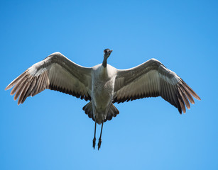  Common Crane in Flight on Blue Sky