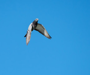 Rock Pigeon in Flight