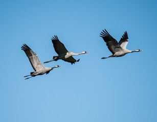 Three Common Cranes in Flight