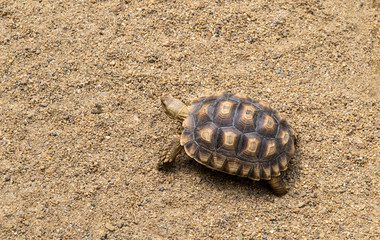 Tortoise walking on the sand