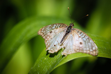 White Peacock Anartia Jatrophae