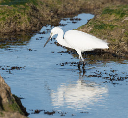 Little Egret Fishing